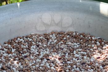 Haricot seeds in an allyuminevy basin. Crop of bean cultures.