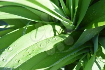 Lilies after a rain. Drops on leaves.
