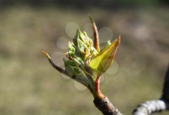 Dissolve kidney pears. Spring in the garden.