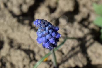 Muscari flowers in the flowerbed. Bulbous briefly flowering plants.