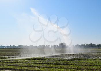 Irrigation system in the field of melons. Watering the fields. Sprinkler.