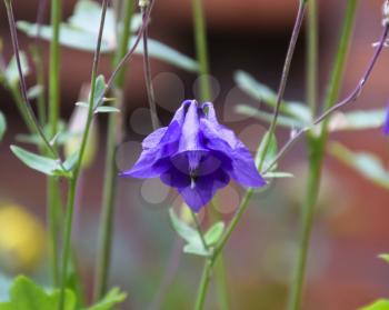 Flowers aquilegia. Violet blue flowers in the flowerbed. aquilegia