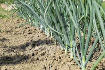 Cultivation of onions in the garden. The bed of onions ordinary bulb. Slebli leaves and spicy vegetable crops of onions.