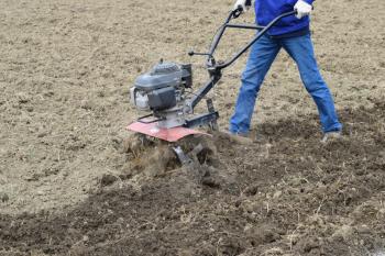 Planting potatoes under the walk-behind tractor. Man with motor-block in the garden.
