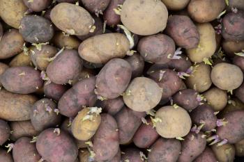 Germinated seed potatoes. Background of potatoes for planting in the garden.