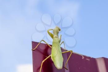 Praying mantis on a red fence. Predator insect mantis