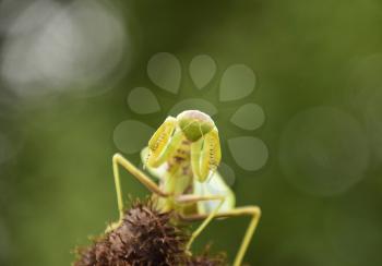 Mantis on the tong. Mating mantises. Mantis insect predator