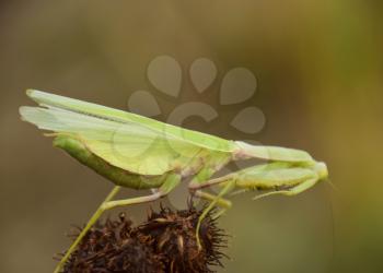 Mantis on the tong. Mating mantises. Mantis insect predator