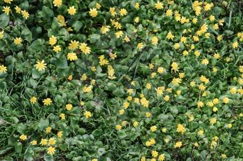 Lesser celandine flowers on the ground. Blooming yellow flowers. Ranunculus blossoms in spring close up