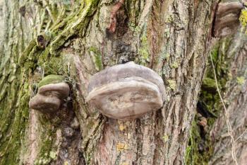 tinder fungus on a tree bark. Fungus on rotting tree
