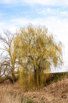 Willow tree on the banks of the river. Spring landscape by the river.
