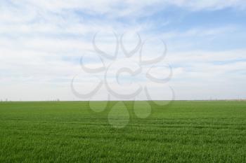 Field of young wheat in the spring. Landscape of field and sky.