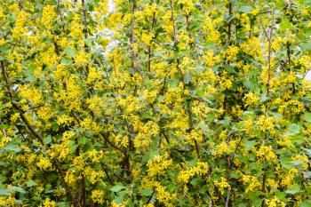 Golden currant blooms in spring in the garden. Yellow flowers.