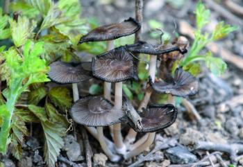 False mushrooms on the ground. The growth of fungi on moist soil
