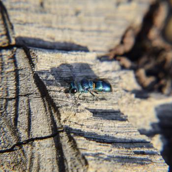 the Ruby - tailed the wasp Chrysis ignita