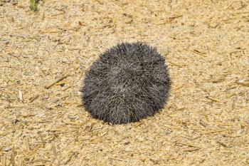 Hedgehog on rice husk. Hedgehog curled up into a ball.