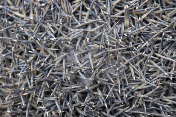 Texture hedgehog needles. The surface of the hedgehog back.