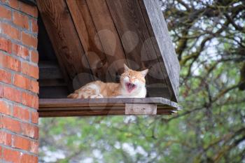 Adult red - white cat. Yawning red cat.