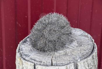 Hedgehog on the tree stump. Hedgehog curled up into a ball.