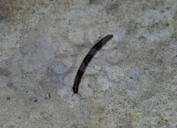 Crawling on concrete millipede. Millipede - centipedes black with strong armor.