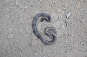 The dead snake. The dead, crushed by the machine Grass snake. Non-poisonous snake.