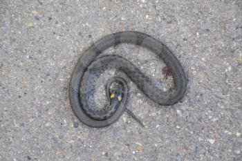 The dead snake. The dead, crushed by the machine Grass snake. Non-poisonous snake.