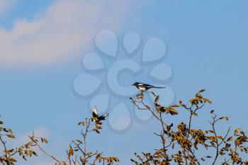Two magpies on the top of the tree. Magpie bird courtship.