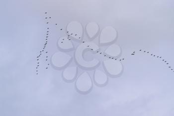 Wedge the geese flying to the south. Seasonal migrations of birds.