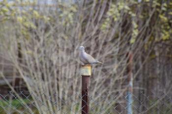 Turtledove is sitting on an iron column. Dove in the village on the fence.