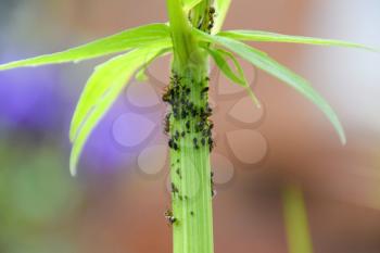 The ants herd aphids on a plant stem.