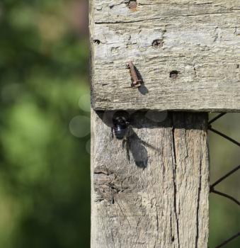 Large black bumble bee on a wooden fence. Black hairy insect.