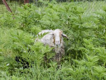 Sheep in a thicket of grass. Sheep chews grass.