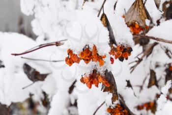 Viburnum berries in the snow. Winter berries on the tree Kalina.
