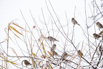 Sparrow on branches of bushes. Winter weekdays for sparrows. Common sparrow on the branches of currants.