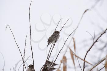 Sparrow on branches of bushes. Winter weekdays for sparrows. Common sparrow on the branches of currants.