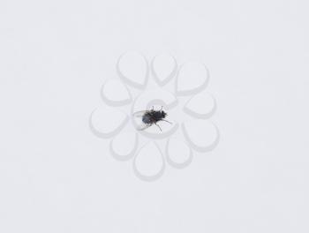 Large black fly on the snow. Taking off the snow fly.