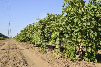 The grape gardens. Cultivation of wine grapes at the Sea of Azov.