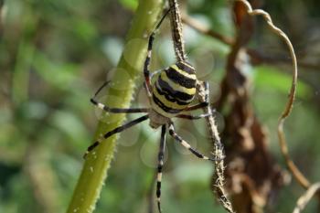 Argiopa Spider on the web. Arachnid predator. Spider crawling on the dry grass.