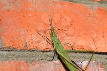 Green locusts, orthoptera insect. Ordinary locusts on a brick wall.