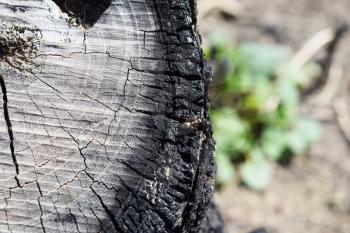 Ant running through the charred stump. Restoring life in the forest after a fire.