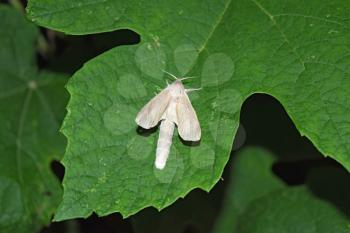 Night white butterfly. Night butterfly on a grape leaf. Female white butterfly with a big belly.