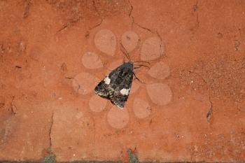 Owl sitting on a brick wall. Night butterfly brown with white spots on the wings.