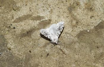 Male American white butterfly. Butterfly on a concrete floor.