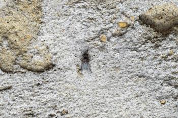 Small fly on a concrete wall. Two-winged insects, scavenger.