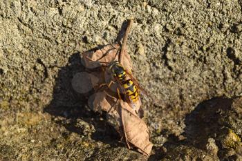 The female wasp common after hibernation. Wasp basking in the sun.