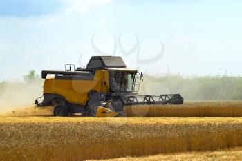 Kombain collects on the wheat crop. Agricultural machinery in the field. Grain harvest.
