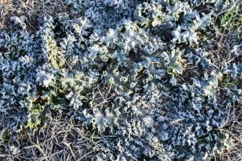 Leaves of grass with snow. Frozen ground. Background of the soil and snow.
