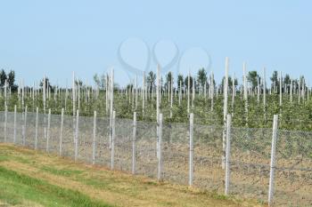 Young apple orchard. Young planting apple orchard on the trellis, enclosed by a fence of mesh netting.