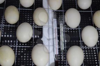 Incubator for a conclusion of chickens, ducklings and gooses. Equipment for a household. The eggs of a musky duck lying in an incubator.