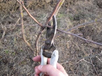Pruning shears trees. Work in the garden of. Cutting branches, restoring order. Caring for the trees in the garden.